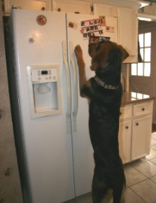 c c hunter dog