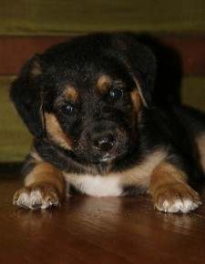 c c hunter puppy