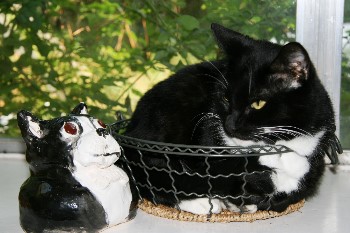socks the cat
